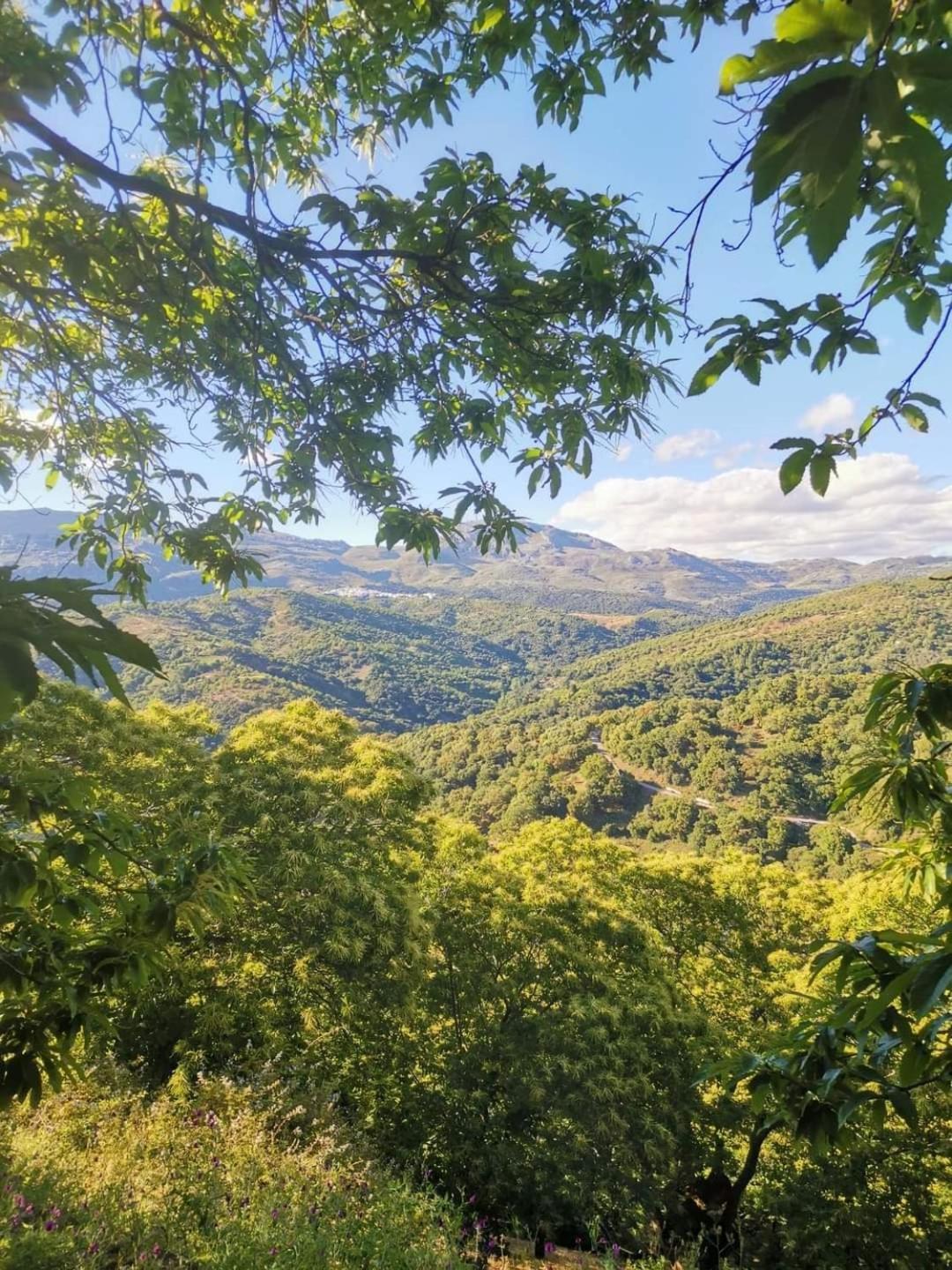 Gospodarstwo wiejskie El Viejo Castano - Valle Del Genal *