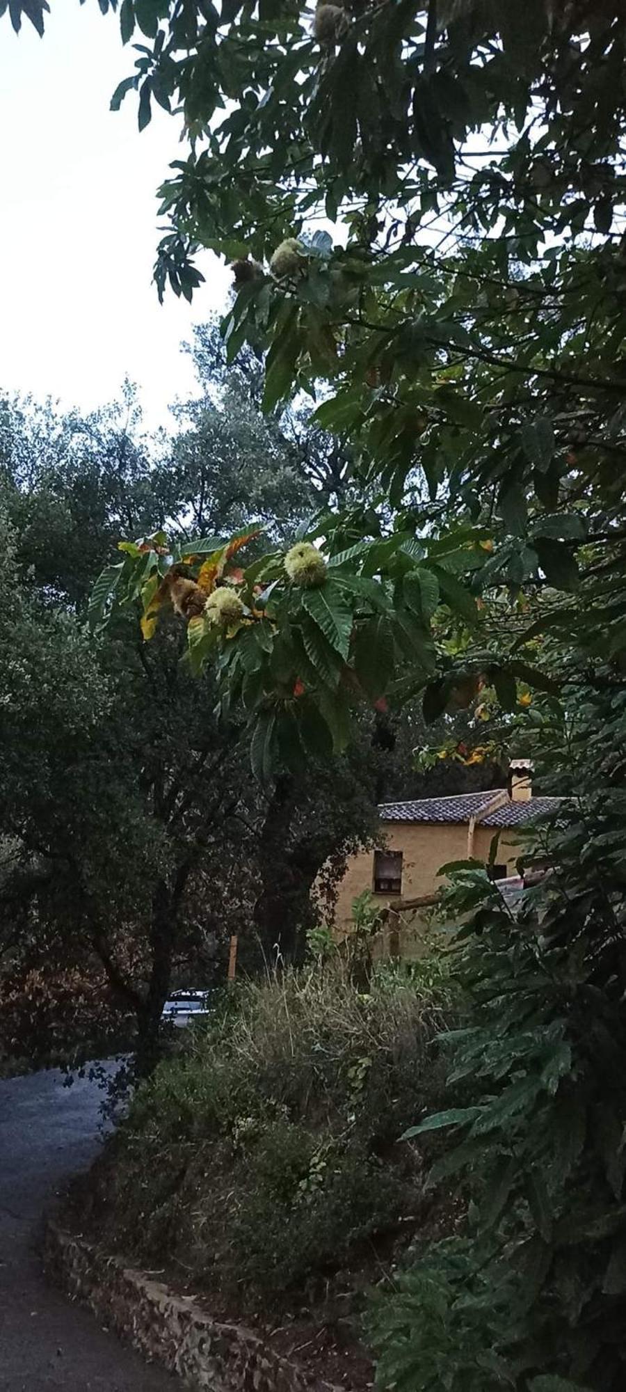 Gospodarstwo wiejskie El Viejo Castano - Valle Del Genal *