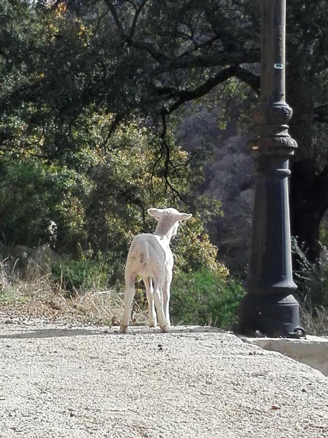 Gospodarstwo wiejskie El Viejo Castano - Valle Del Genal *